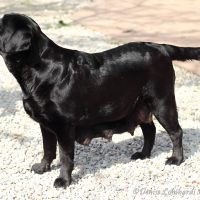 Labrador nero provincia Torino